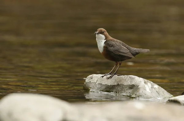 Une Belle Dipper Cinclus Cinclus Debout Sur Rocher Mousseux Milieu — Photo