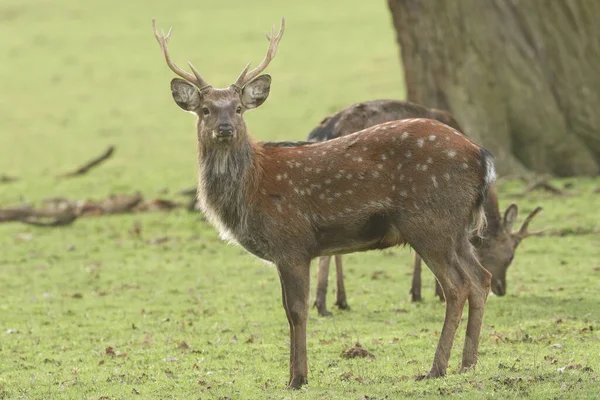 Een Prachtig Hert Manchurian Sika Deer Cervus Nippon Mantchuricus Staande — Stockfoto