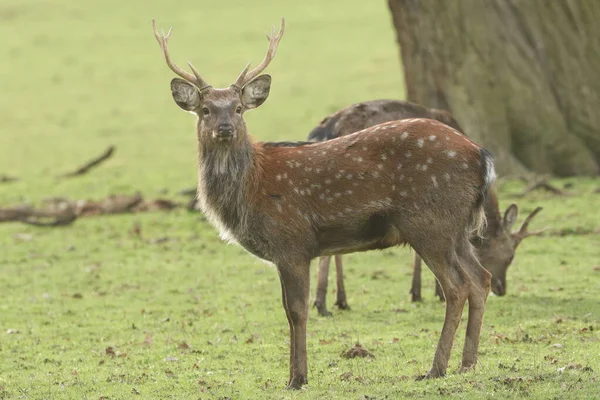 Güzel bir geyik Mançurya Sika Geyiği, Cervus nippon mantchuricus, çayırda duruyor.