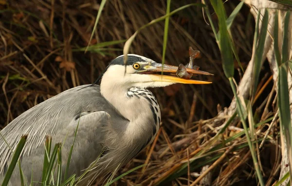 Bir Gri Balıkçıl Ardea Cinerea Sazlıklarda Bir Levrek Yerken Resmi — Stok fotoğraf