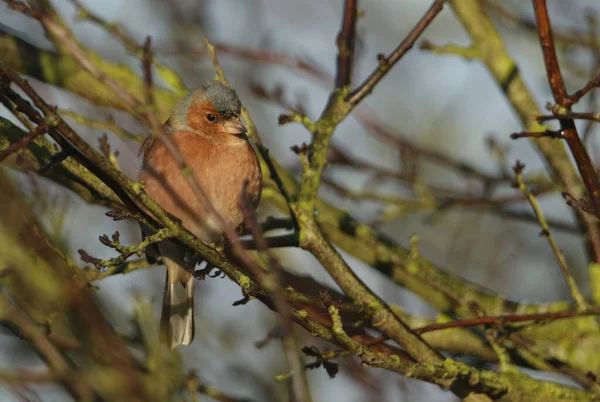 Mâle Fringilla Coelebs Assis Sur Une Branche Dans Arbre — Photo