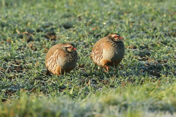 Twee Prachtige Roodbenige Patrijs Alectoris Rufa Staand Ijzig Gras Een — Stockfoto