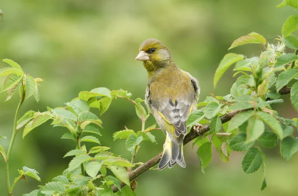 Hermoso Pinzón Verde Macho Carduelis Chloris Encaramado Una Rama Rosal — Foto de Stock