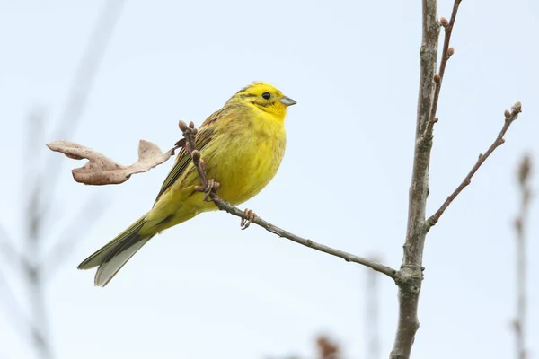 Impresionante Macho Yellowhammer Emberiza Citrinella Encaramado Una Rama Árbol Primavera — Foto de Stock