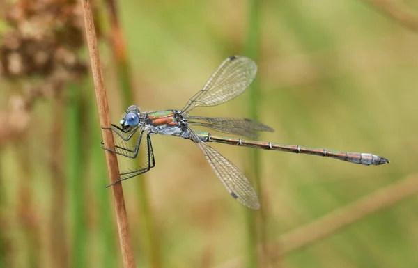 Una Splendida Damigella Smeraldo Maschio Lestes Sponsa Appollaiata Sul Gambo — Foto Stock