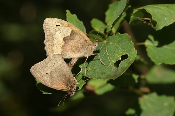 Ένα Ζευγάρι Όμορφων Meadow Brown Butterfly Maniola Jurtina Σκαρφαλωμένο Ένα — Φωτογραφία Αρχείου