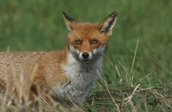 Magnifique Renard Roux Vulpes Vulpes Recherche Nourriture Bord Arbuste — Photo