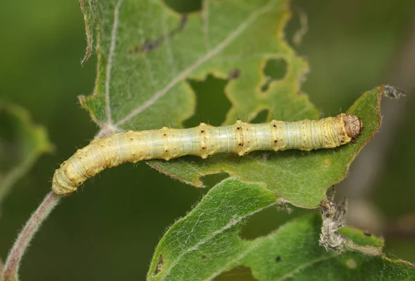 Μια Χλωμή Αγκαθωτή Κάμπια Ομορφιάς Phigalia Pilosaria Που Τρώει Ένα — Φωτογραφία Αρχείου