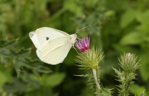 Una Pequeña Mariposa Blanca Pieris Rapae Néctar Una Flor Cardo — Foto de Stock