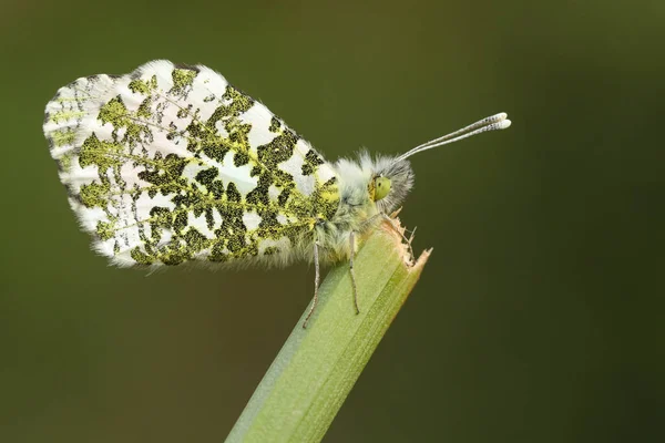 Ein Hübscher Orangenschmetterling Anthocharis Cardamines Hockt Frühling Auf Einer Pflanze — Stockfoto