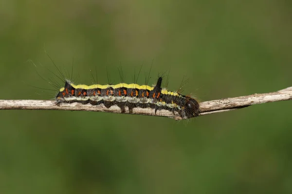 Grey Dagger Moth Caterpillar Acronicta Psi Walking Branch Wooded Area — Stock Photo, Image