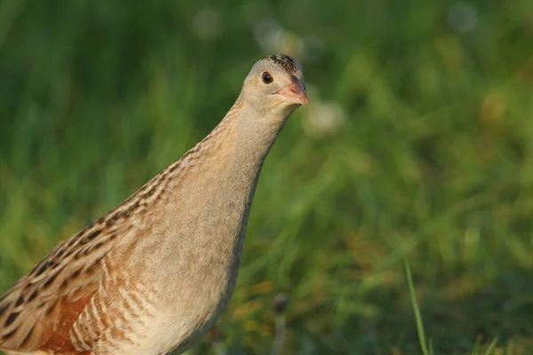 Secretive Rare Corncrake Crex Crex Early Morning Light — Stock Photo, Image