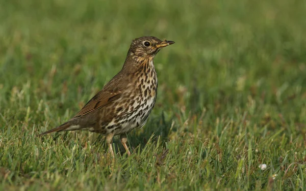 Egy Gyönyörű Song Thrush Turdus Philomelos Keresi Ételt Fűben — Stock Fotó