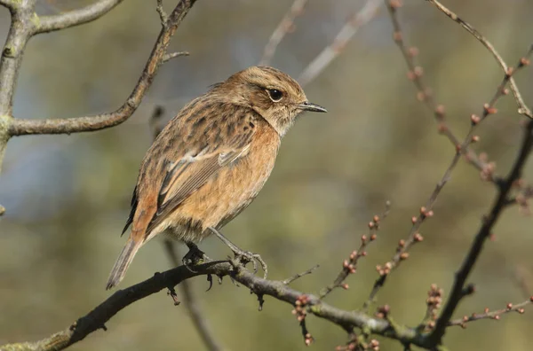 Piękna Samica Stonechat Saxicola Rubicola Siedząca Gałęzi Drzewa Blackthorn Polowanie — Zdjęcie stockowe