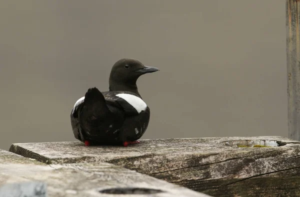 苏格兰人苏格兰海边一座木桥上的一种用于繁殖羽毛的黑色刺猬 — 图库照片