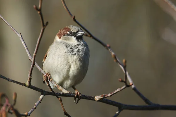 Een Mannelijk Huis Mus Passer Domesticus Zittend Een Tak Een — Stockfoto