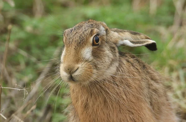 Head Shot Beautiful Brown Hare Lepus Europaeus Field — Stock Photo, Image