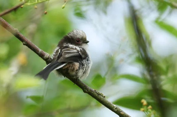 Cute Baby Long Tailed Tit Aegithalos Caudatus Perching Branch Tree — ストック写真