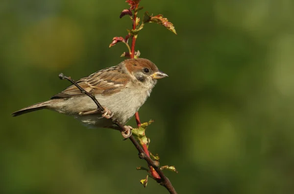 Ein Seltener Süßer Baumsparrow Passer Montanus Der Auf Einem Zweig — Stockfoto