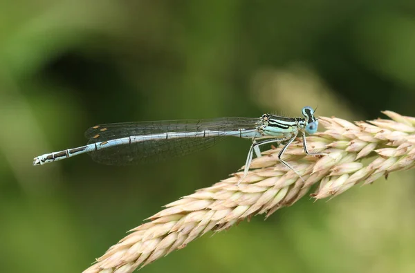 Macho Bonito Damselfly Patas Blancas Peniques Platycnemis Posado Una Cabeza —  Fotos de Stock