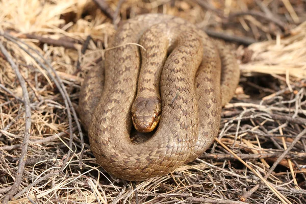 Serpent Lisse Coronella Austriaca Rare Enroulé Dans Sous Bois — Photo