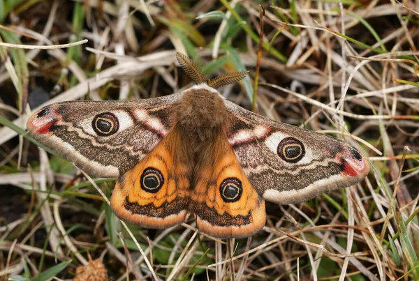 Ein Atemberaubendes Kaisermottenmännchen Saturnia Pavonia Thront Auf Dem Gras Moor — Stockfoto