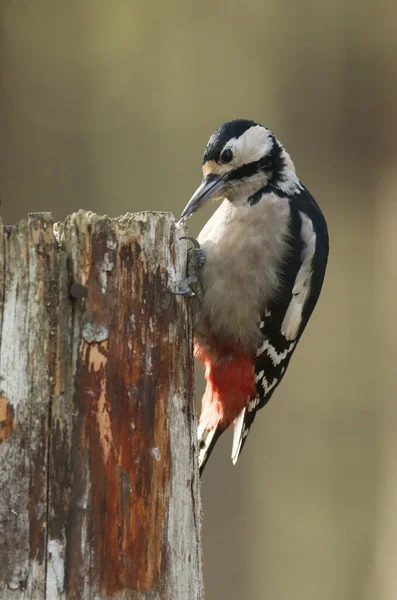 Μια Όμορφη Μεγάλη Spotted Woodpecker Dendrocopos Major Σκαρφαλώνει Στην Πλευρά — Φωτογραφία Αρχείου