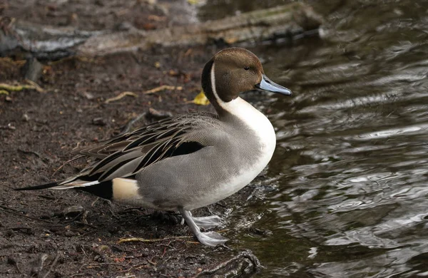 Velkolepý Pes Pintail Duck Anas Acuta Stojí Břehu Jezera Velké — Stock fotografie