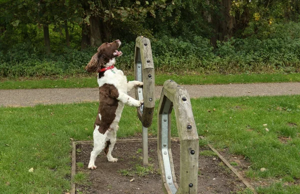 Şirin Bir Ngiliz Springer Spaniel Köpeği Canis Lupus Familiaris Çeviklik — Stok fotoğraf