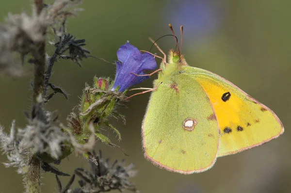 Una Hermosa Mariposa Amarilla Nublada Colias Croceus Nectaring Viper Bugloss — Foto de Stock