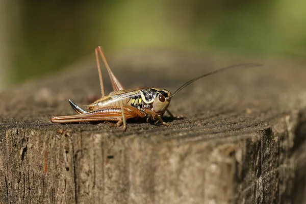 Beautiful Roesel Bush Cricket Metrioptera Roeselii Perching Wooden Fence Post — Stock Photo, Image