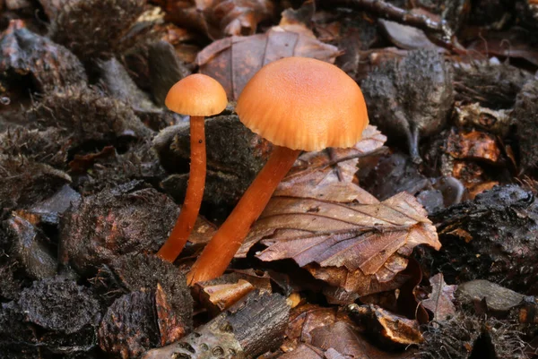 Cogumelos Fungos Que Crescem Fora Chão Floresta Essex Inglaterra — Fotografia de Stock