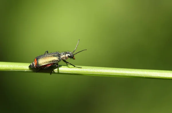 Ein Gemeiner Malachitkäfer Malachius Bipustulatus Läuft Einem Grashalm Entlang — Stockfoto