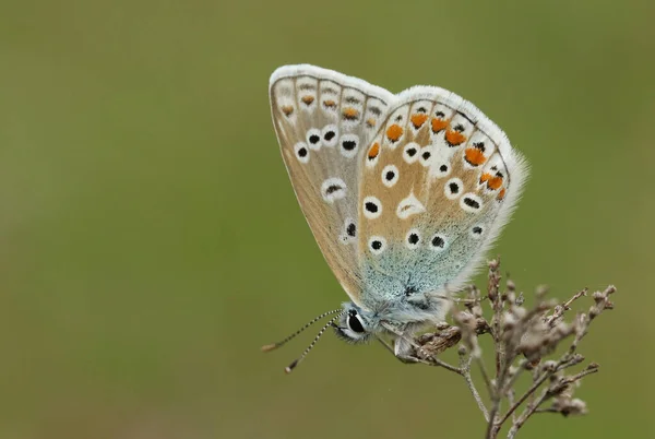 牧草地の植物に覆われた見事な一般的な青い蝶 一夫多妻制のIcarus — ストック写真