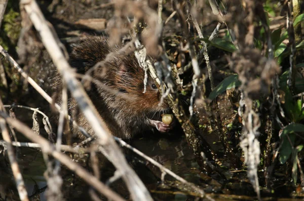 一种濒临绝种的水洞 Arvicola两栖动物 在溪边觅食 由于栖息地的丧失和非土生土长的貂的捕食 水鼠正受到严重威胁 — 图库照片