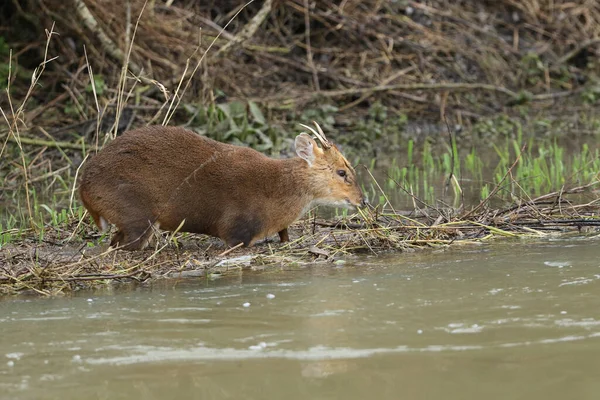 Ошеломляющий Олень Muntjac Deer Muntiacus Reevesi Стоящий Реке Питающийся Новыми — стоковое фото