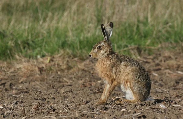 Вражаючий Браун Гер Lepus Europaeus Який Сидить Полі — стокове фото