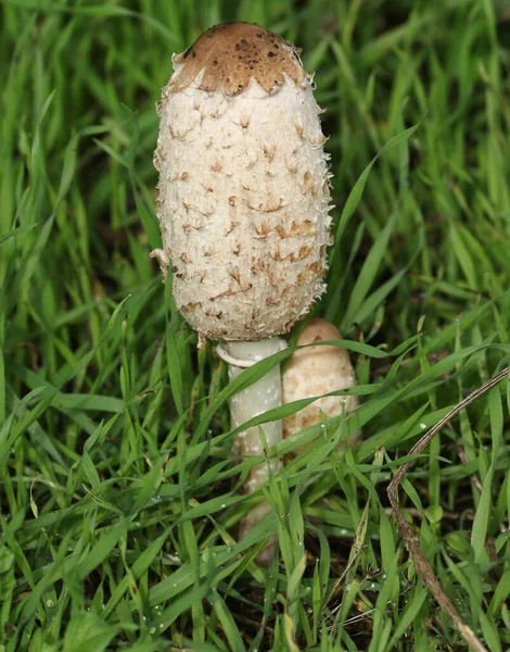 Shaggy Inkcap, or Lawyer\'s Wig fungus, Coprinus comatus, growing in the grass in a field in the UK.