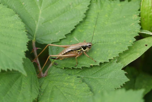 Grillo Roesel Metrioptera Roeselii Descansando Sobre Una Hoja Zarza Campo —  Fotos de Stock