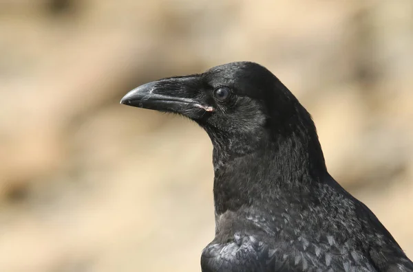 Disparo Cabeza Hermoso Cuervo Joven Corvus Corax Encaramado Acantilado Orkney —  Fotos de Stock