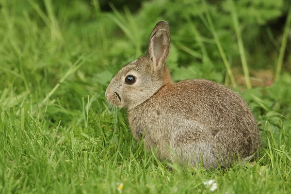 Bebê Bonito Wild Rabbit Orytolagus Cuniculus Alimentando Grama Orkney Escócia — Fotografia de Stock