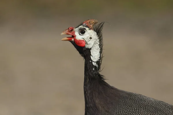 Выстрел Голову Званой Гвинейской Птицы — стоковое фото