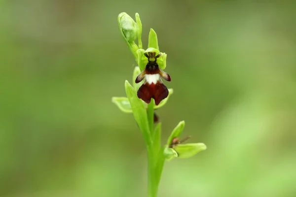 Beautiful Wild Fly Orchid Ophrys Insectifera Growing Countryside — Stock Photo, Image