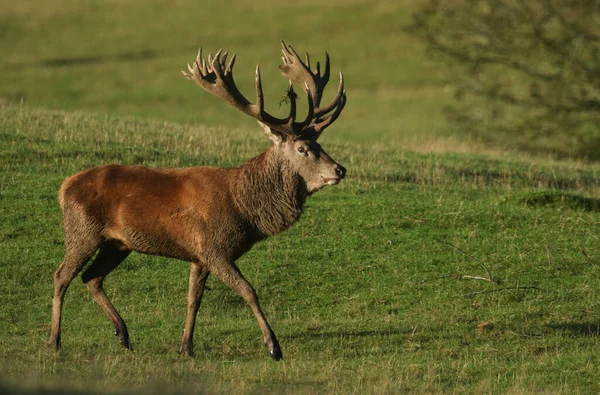 Egy Csodálatos Red Deer Stag Cervus Elaphus Átsétál Mezőn Ruting — Stock Fotó