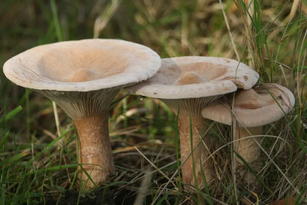 Hongos Hongos Que Crecen Campo Borde Del Bosque Reino Unido —  Fotos de Stock