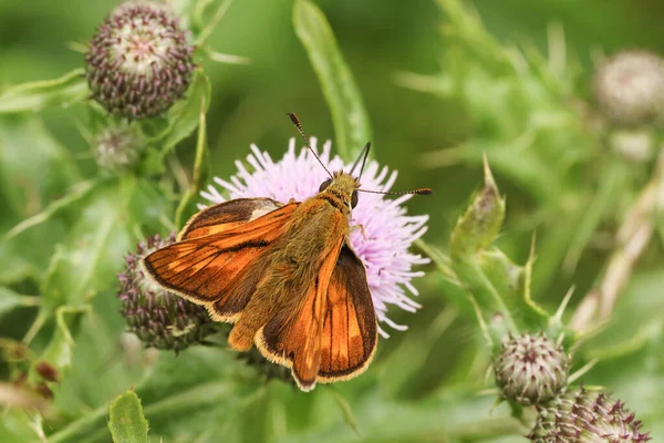 Büyük Bir Skipper Kelebeği Ochlodes Sylvanus Kanatları Açık Bir Deve — Stok fotoğraf