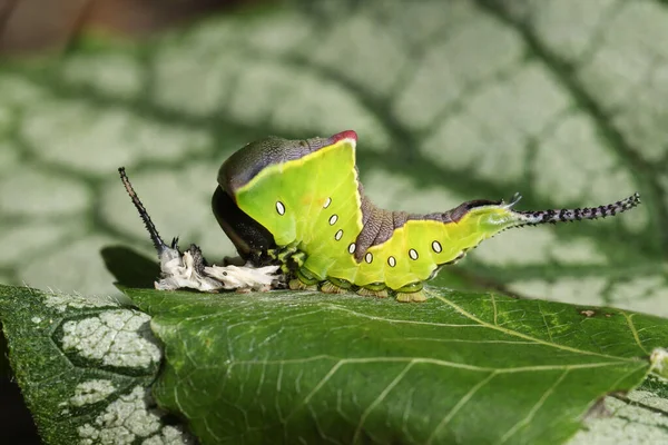 Puss Moth Caterpillar Cerura Vinulais Descansando Uma Folha Árvore Aspen — Fotografia de Stock