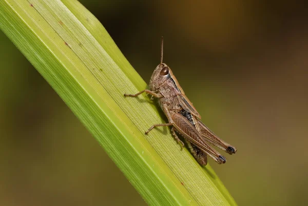 Eine Weibchen Heuschrecke Chorthippus Parallelus Ruht Auf Einem Schilf — Stockfoto