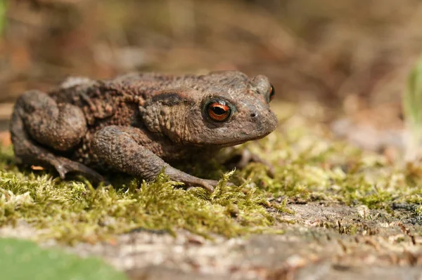 Hunting Cute Common Toad Bufo Bufo Moss Forest Floor — Stock Photo, Image