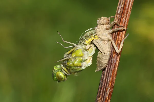 Emerging Broad Bodied Chaser Dragonfly Libellula Depressa — Stock Photo, Image